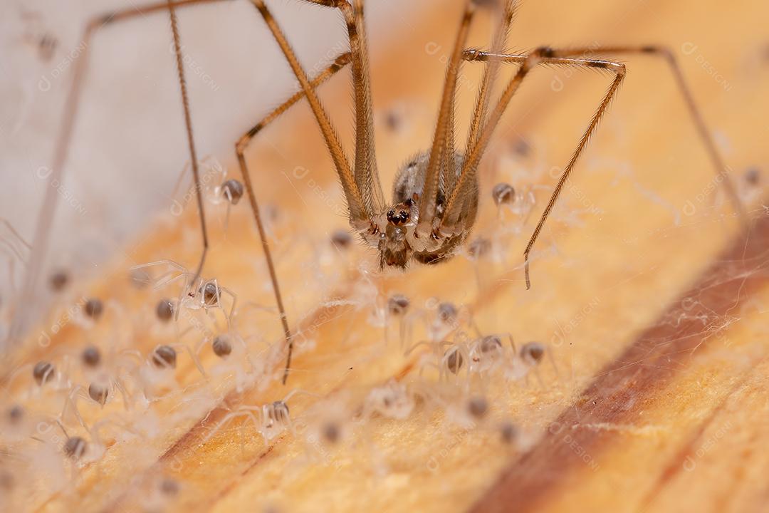 Fêmea adulta Aranha adega de corpo curto da espécie Physocyclus globosus protegendo filhotes