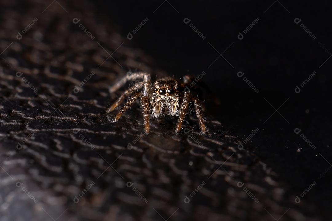 Pequena aranha saltadora do gênero Tullgrenella