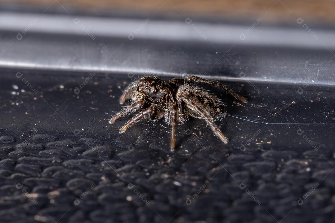 Pequena aranha saltadora do gênero Tullgrenella