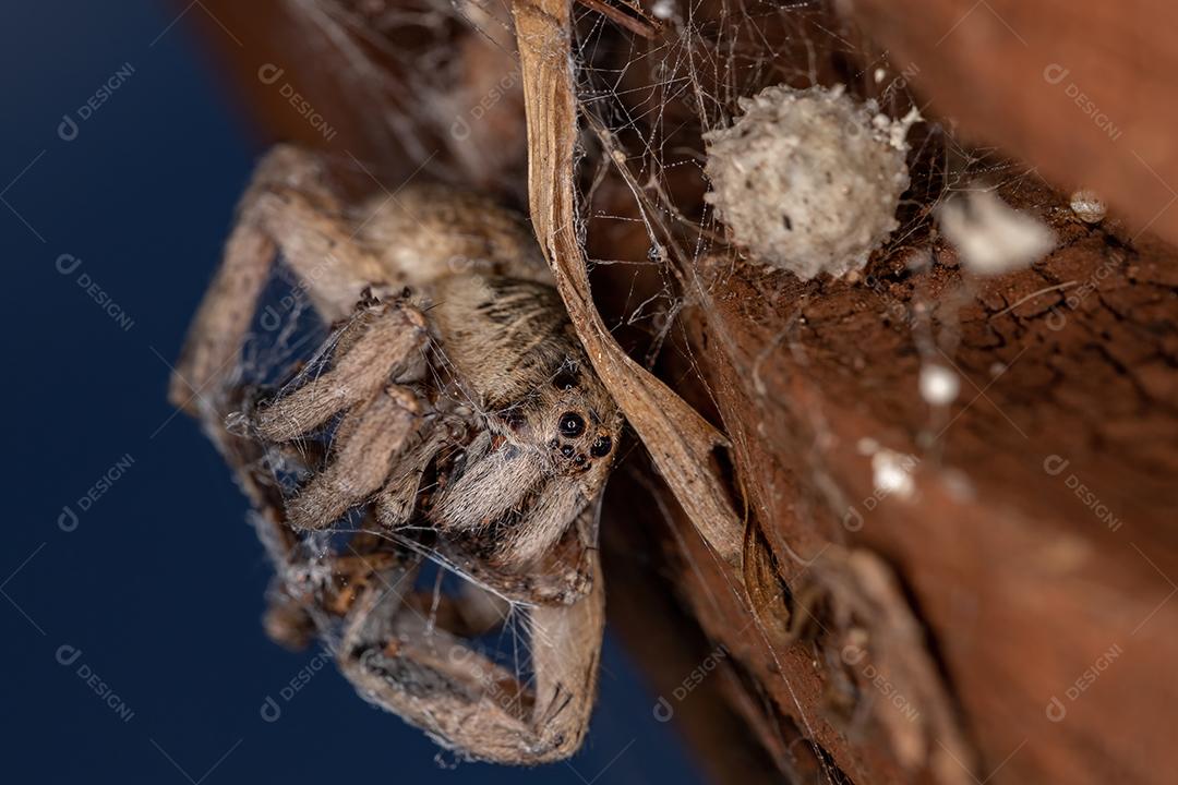 Aranha-lobo adulta da família Lycosidae predada por uma aranha-viúva-marrom