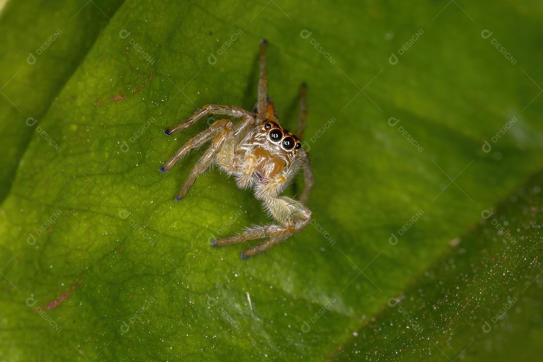 Aranha saltadora fêmea adulta do gênero Frigga