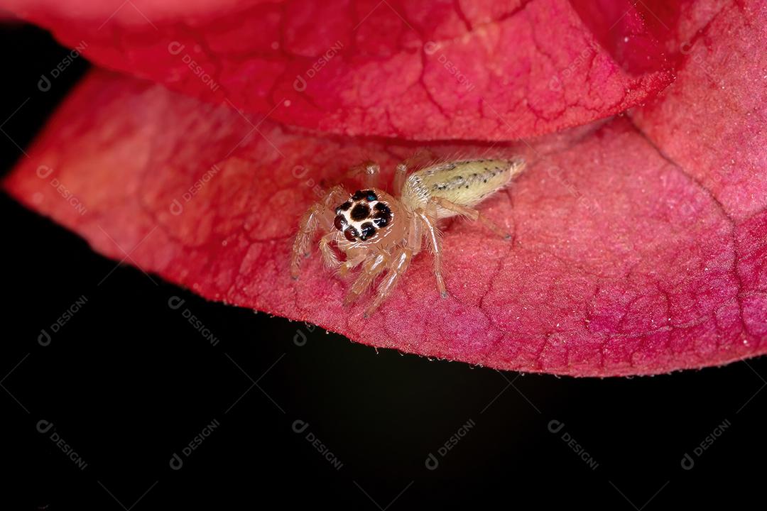 Aranha de salto pequena do gênero Colonus em uma flor vermelha