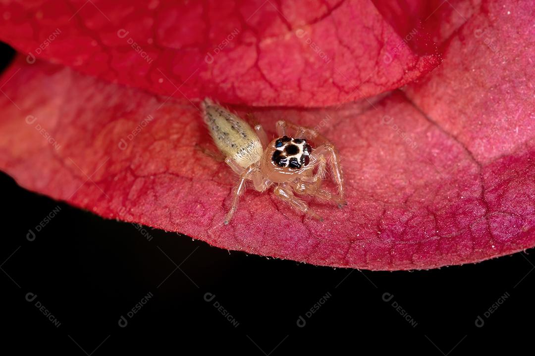 Aranha de salto pequena do gênero Colonus em uma flor vermelha
