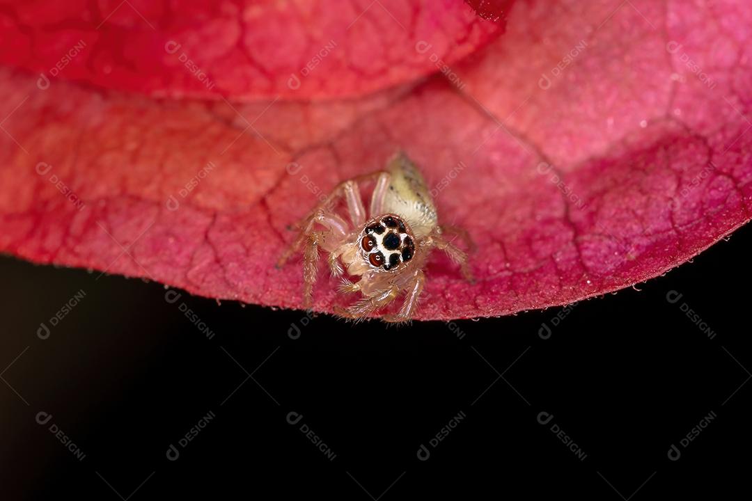Aranha de salto pequena do gênero Colonus em uma flor vermelha