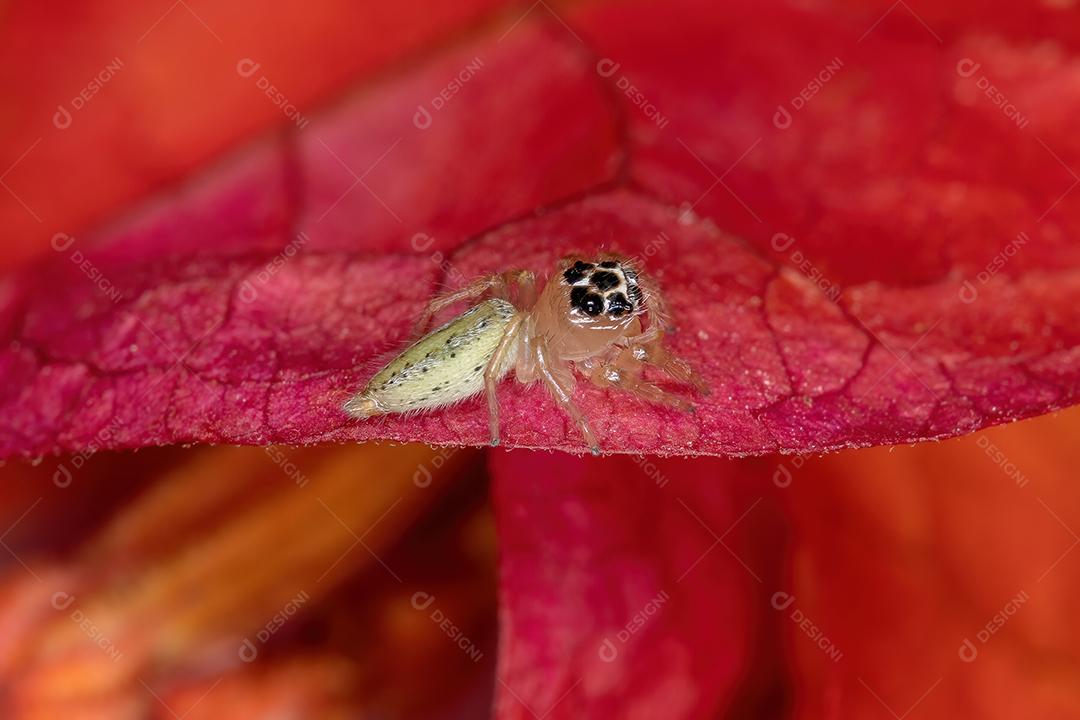 Aranha de salto pequena do gênero Colonus em uma flor vermelha