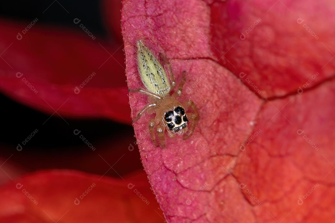 Aranha de salto pequena do gênero Colonus em uma flor vermelha