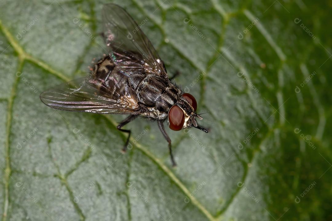 Mosca doméstica adulta do gênero Stomoxys
