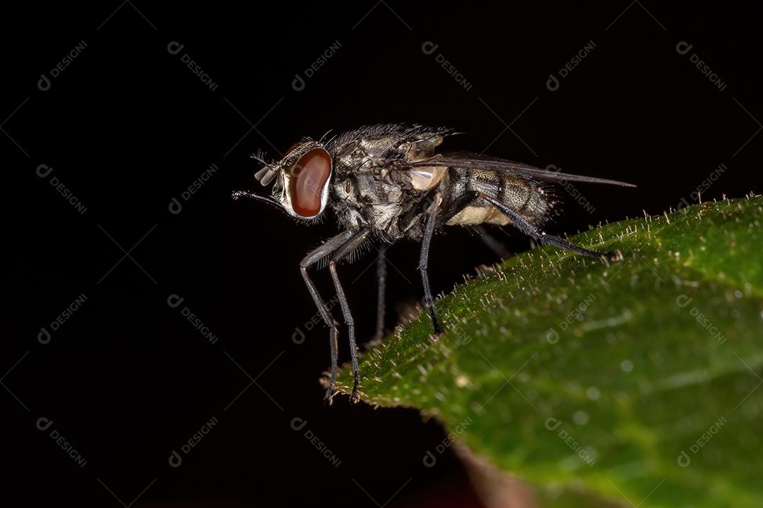 Mosca doméstica adulta do gênero Stomoxys