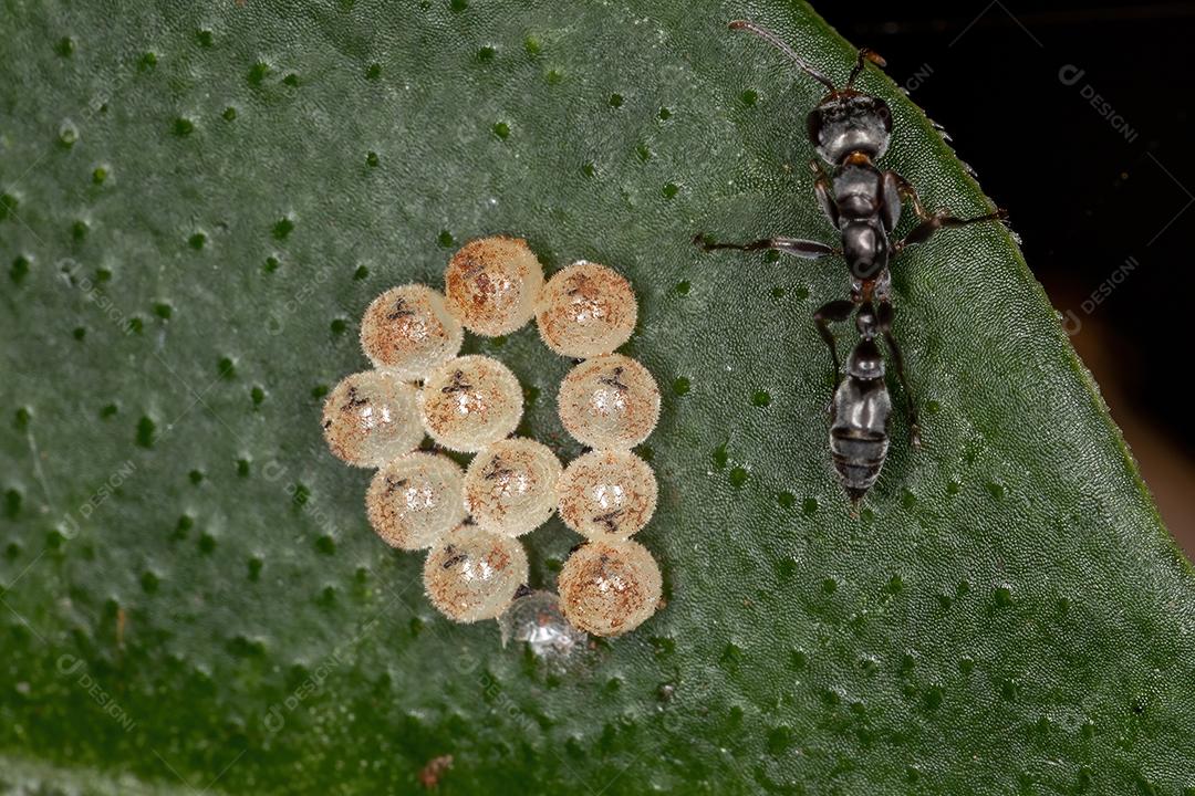 Formiga-galho adulta do gênero Pseudomyrmex mexendo em ovos de insetos