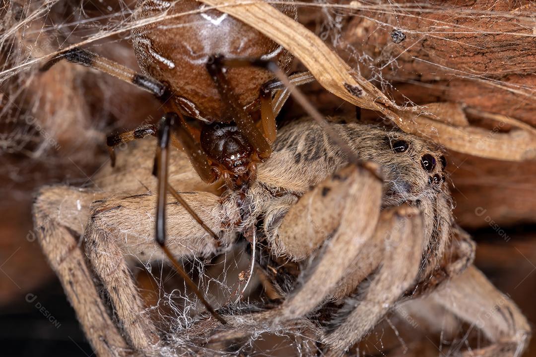 Aranha-lobo adulta da família Lycosidae predada por uma aranha-viúva-marrom