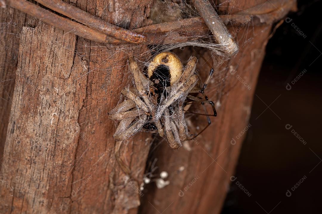 Aranha-lobo adulta da família Lycosidae predada por uma aranha-viúva-marrom