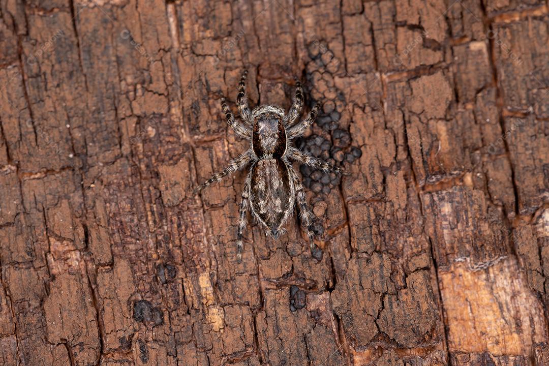 Pequena aranha de salto de parede cinzenta da espécie Menemerus bivittatus
