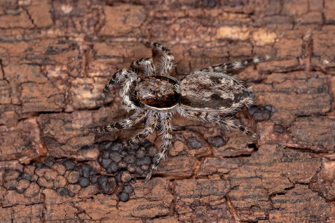 Pequena aranha de salto de parede cinzenta da espécie Menemerus bivittatus