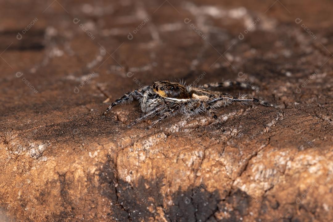 Pequena aranha de salto de parede cinzenta da espécie Menemerus bivittatus