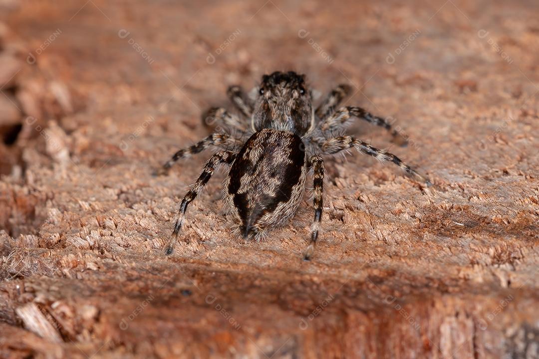 Pequena aranha de salto de parede cinzenta da espécie Menemerus bivittatus