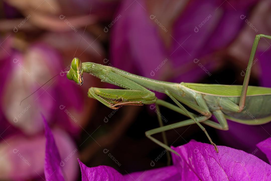 Subadulto Mantid fêmea adulta do gênero Oxyopsis em uma flor rosa