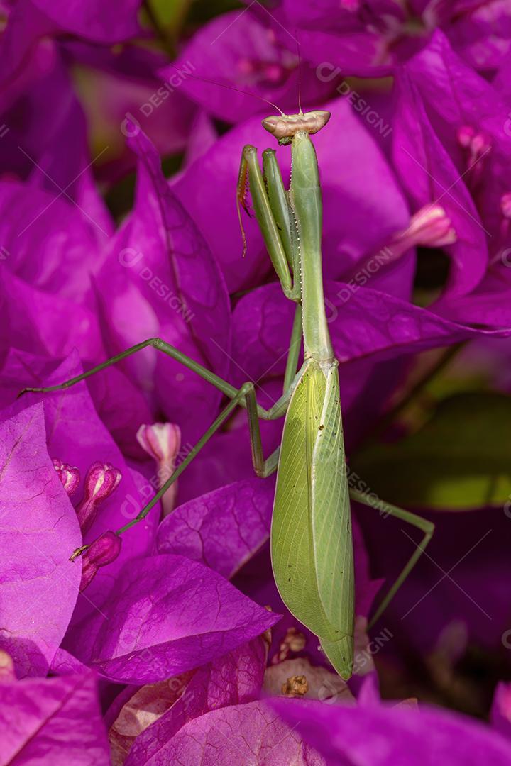 Subadulto Mantid fêmea adulta do gênero Oxyopsis em uma flor rosa