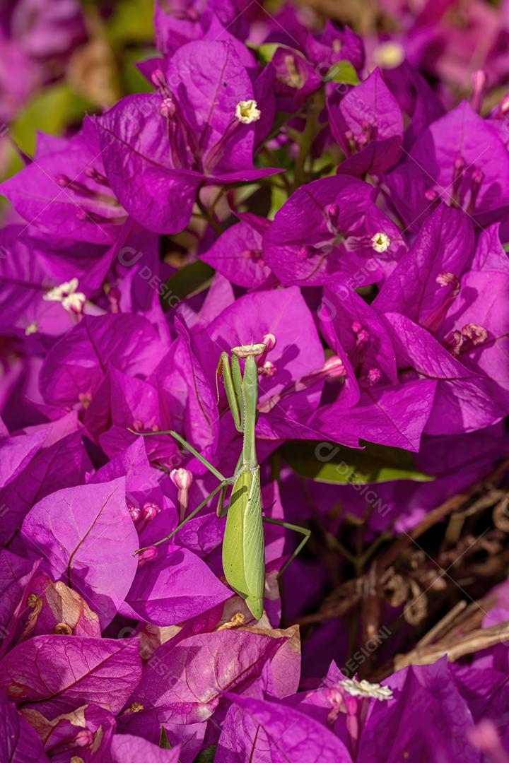 Subadulto Mantid fêmea adulta do gênero Oxyopsis em uma flor rosa