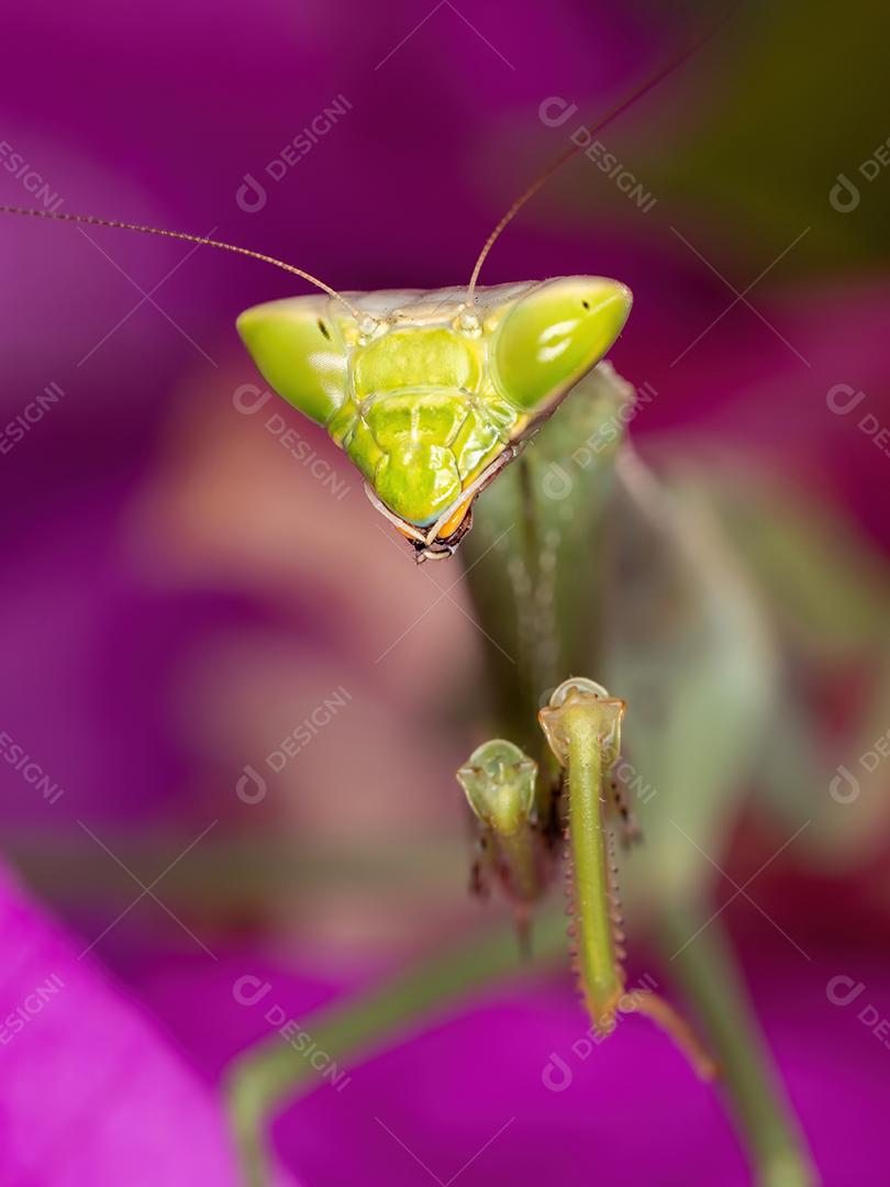 Subadulto Mantid fêmea adulta do gênero Oxyopsis em uma flor rosa