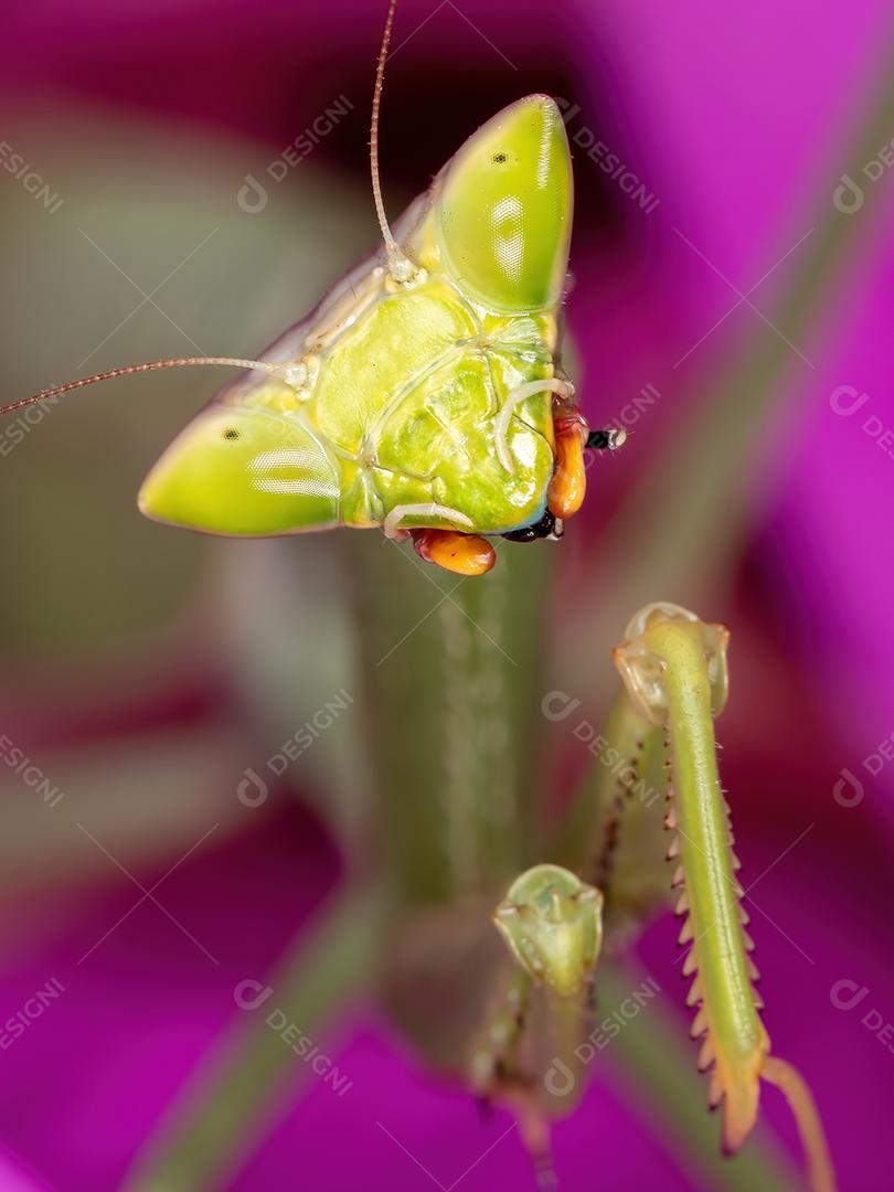 Subadulto Mantid fêmea adulta do gênero Oxyopsis em uma flor rosa