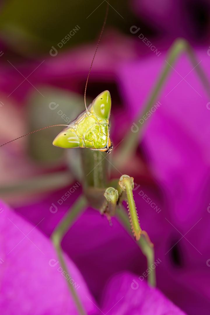 Subadulto Mantid fêmea adulta do gênero Oxyopsis em uma flor rosa