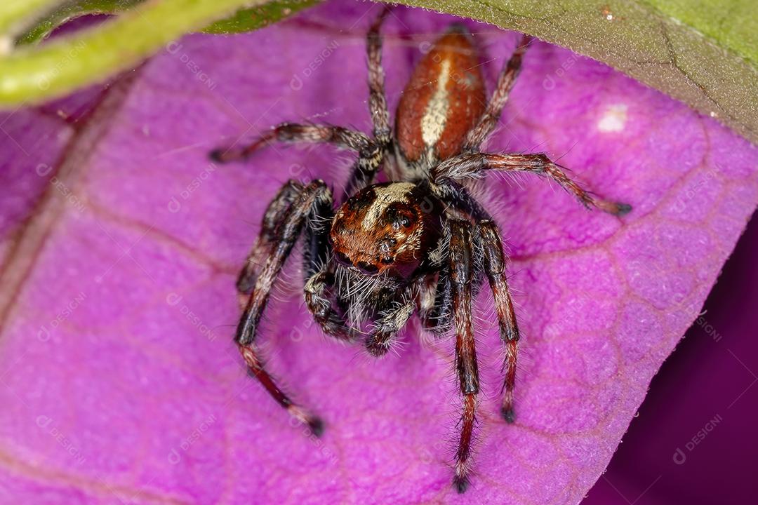 Aranha saltadora macho adulto do gênero Frigga