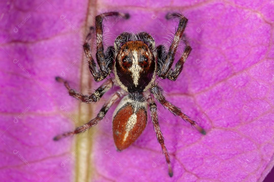 Aranha saltadora macho adulto do gênero Frigga