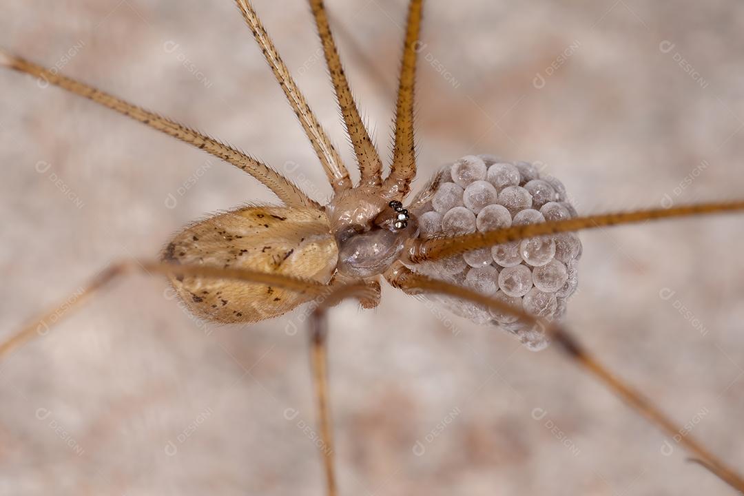 Aranha de adega fêmea adulta da família Pholcidae protegendo os ovos