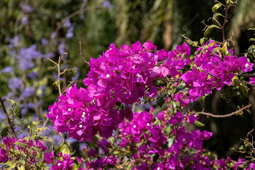 Flores de plantas ornamentais da espécie Bougainvillea glabra