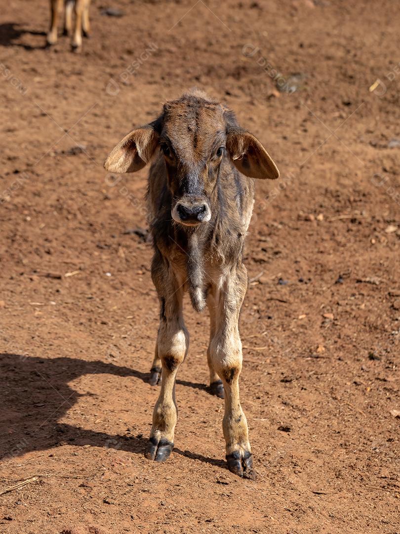 Bezerro de vaca em uma caneta de fazenda
