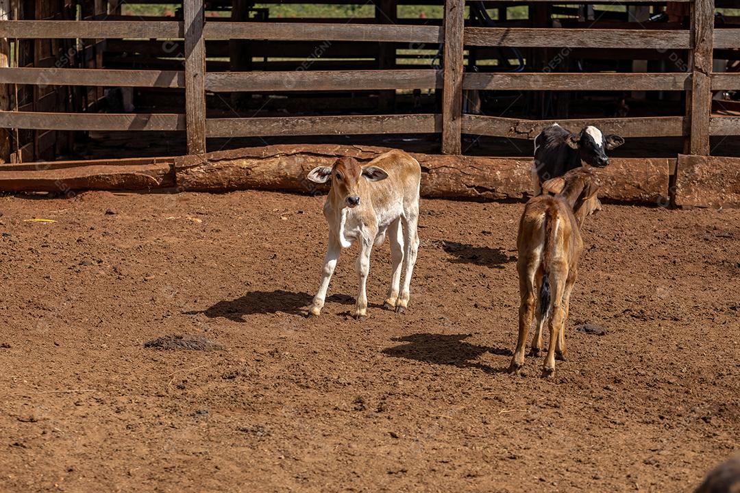 Bezerro de vaca em uma caneta de fazenda