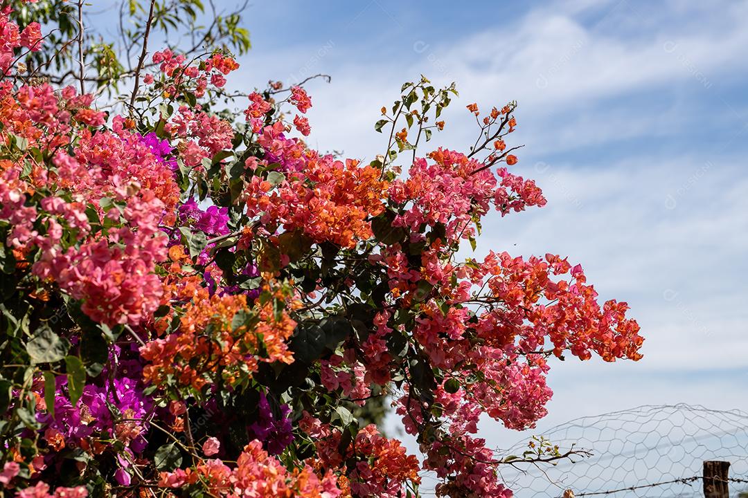 Flores de plantas ornamentais da espécie Bougainvillea glabra