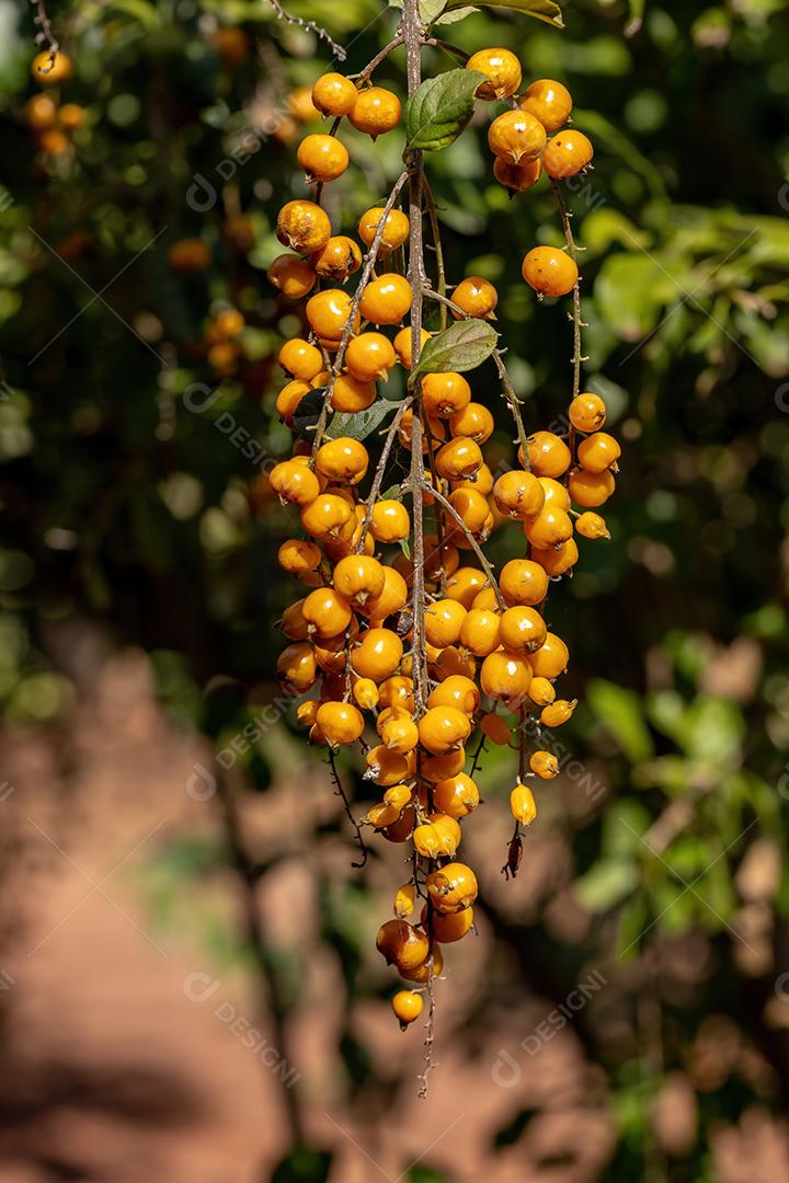 Skyflower Yellow Fruits da espécie Duranta erecta