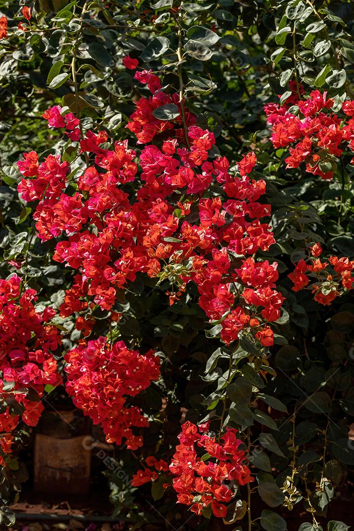 Flores de plantas ornamentais da espécie Bougainvillea glabra