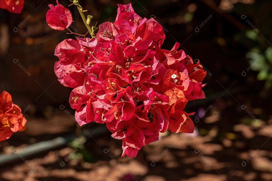 Flores de plantas ornamentais da espécie Bougainvillea glabra