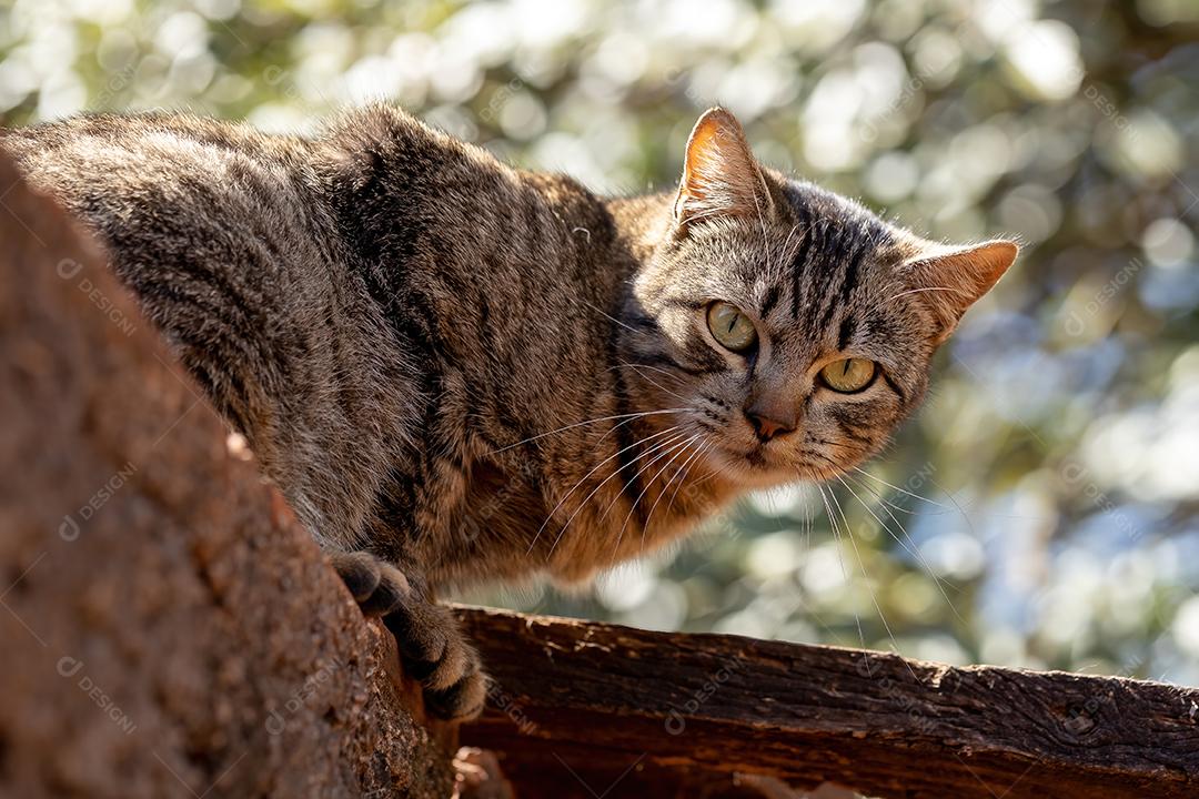 Cara de gato doméstico em close-up