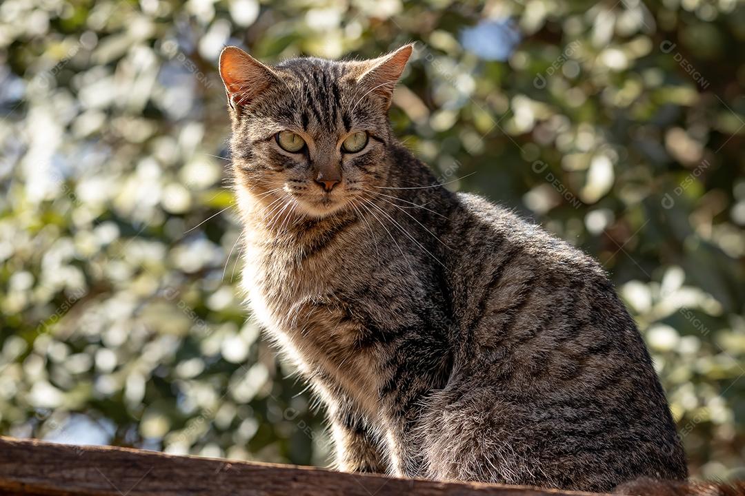 Cara de gato doméstico em close-up