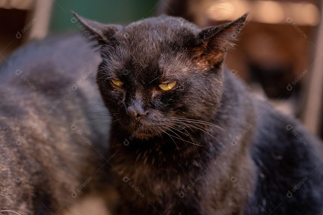 Cara de gato doméstico em close-up