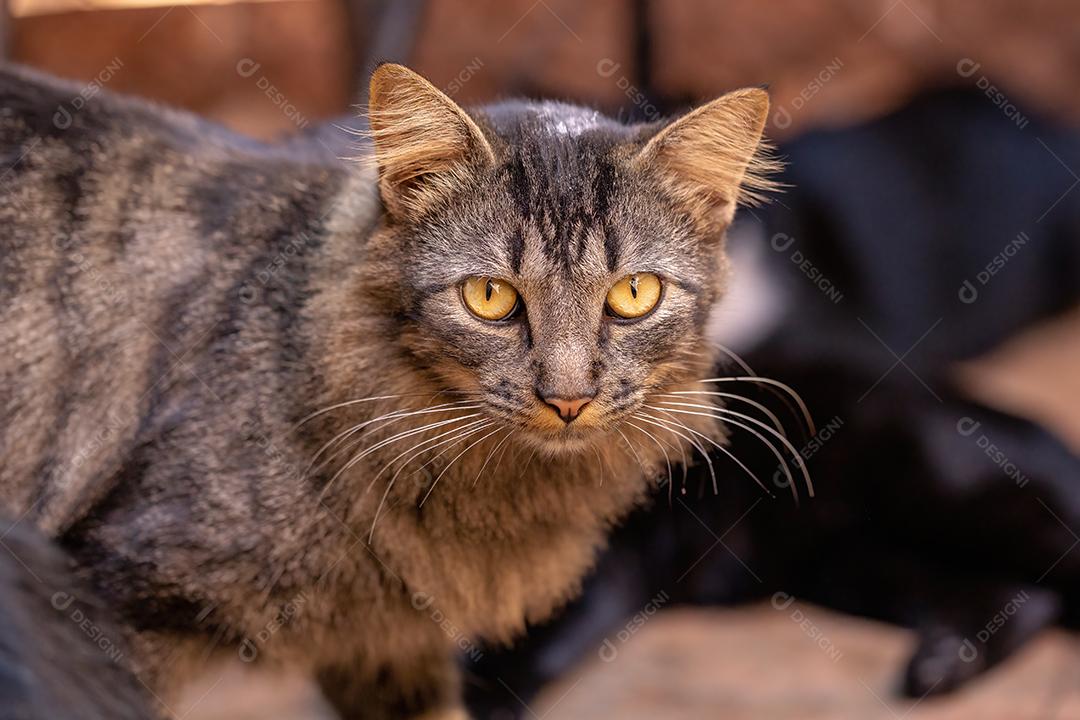 Cara de gato doméstico em close-up