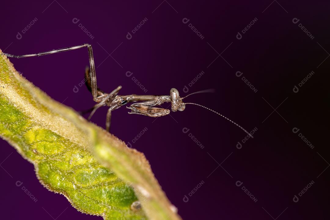 Pequena ninfa Mantid da família Mantidae