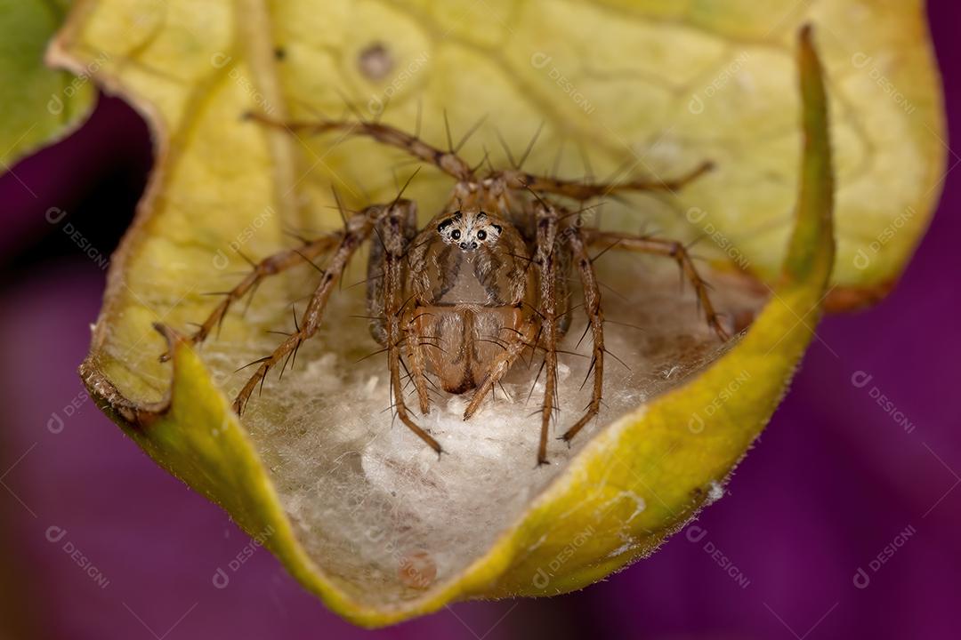 Aranha lince listrada fêmea adulta do gênero Oxyopes protegendo os ovos