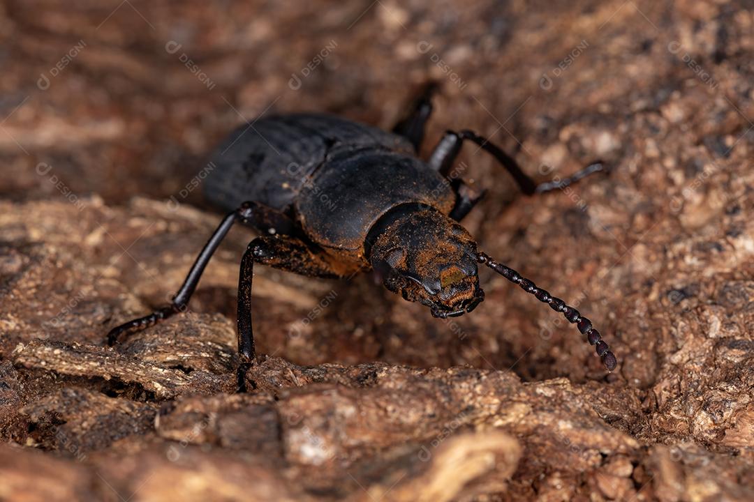 Besouro Darkling adulto do gênero Zophobas