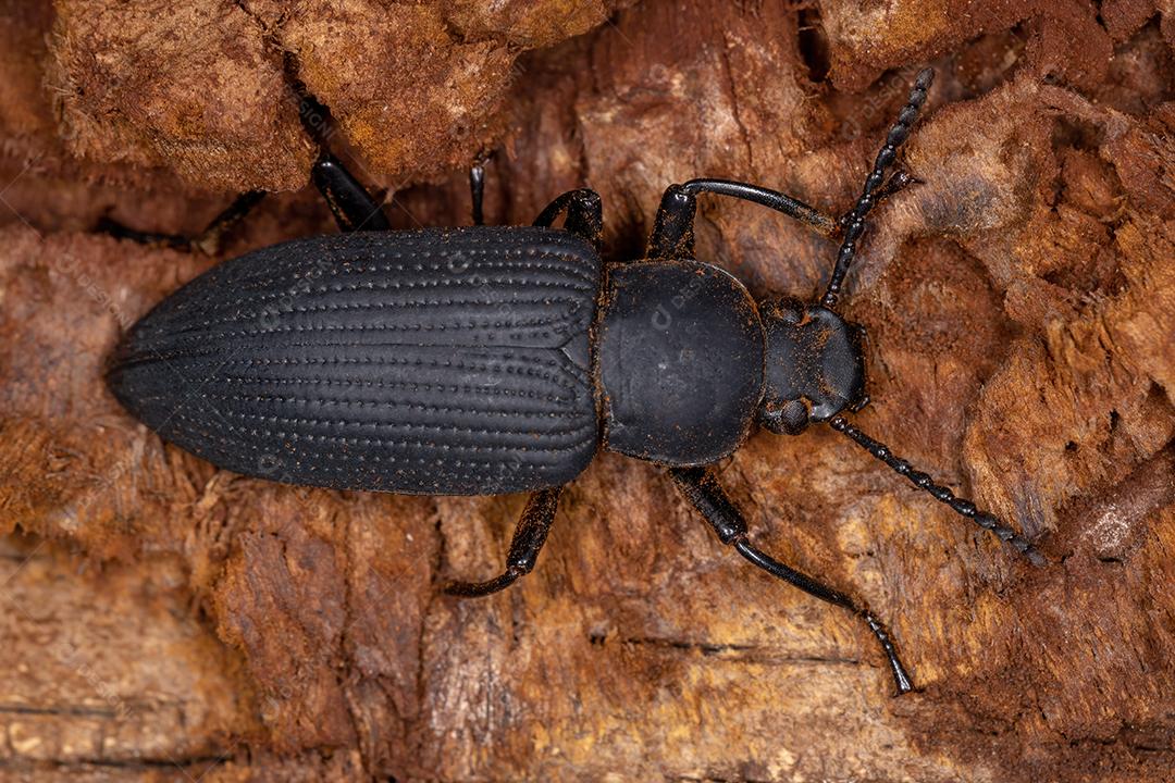 Besouro Darkling adulto do gênero Zophobas