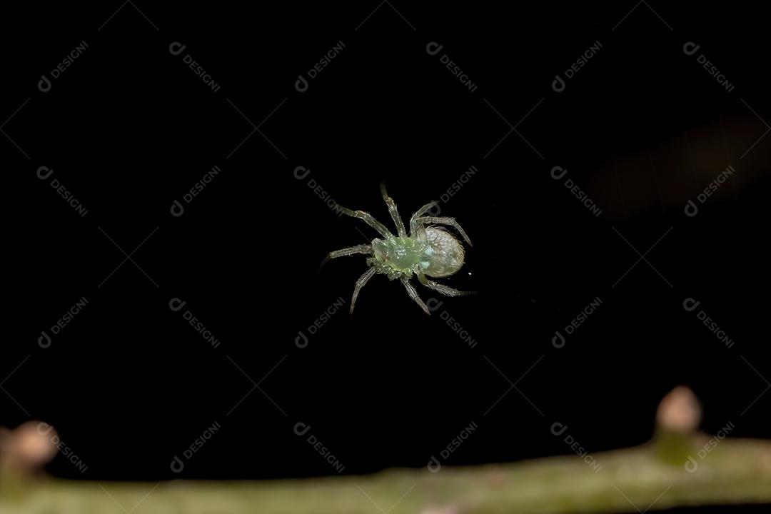Pequena Aranha Tecelã Verde do Família Araneidae
