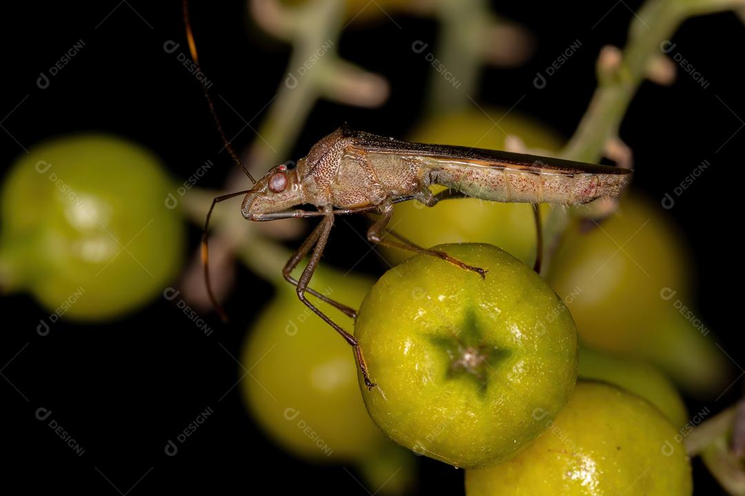 Inseto de cabeça larga adulto do gênero Hyalymenus