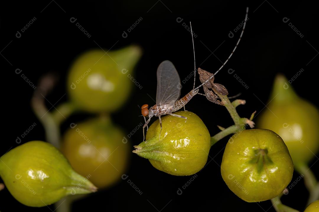 Mayfly macho adulto da família Leptophlebiidae