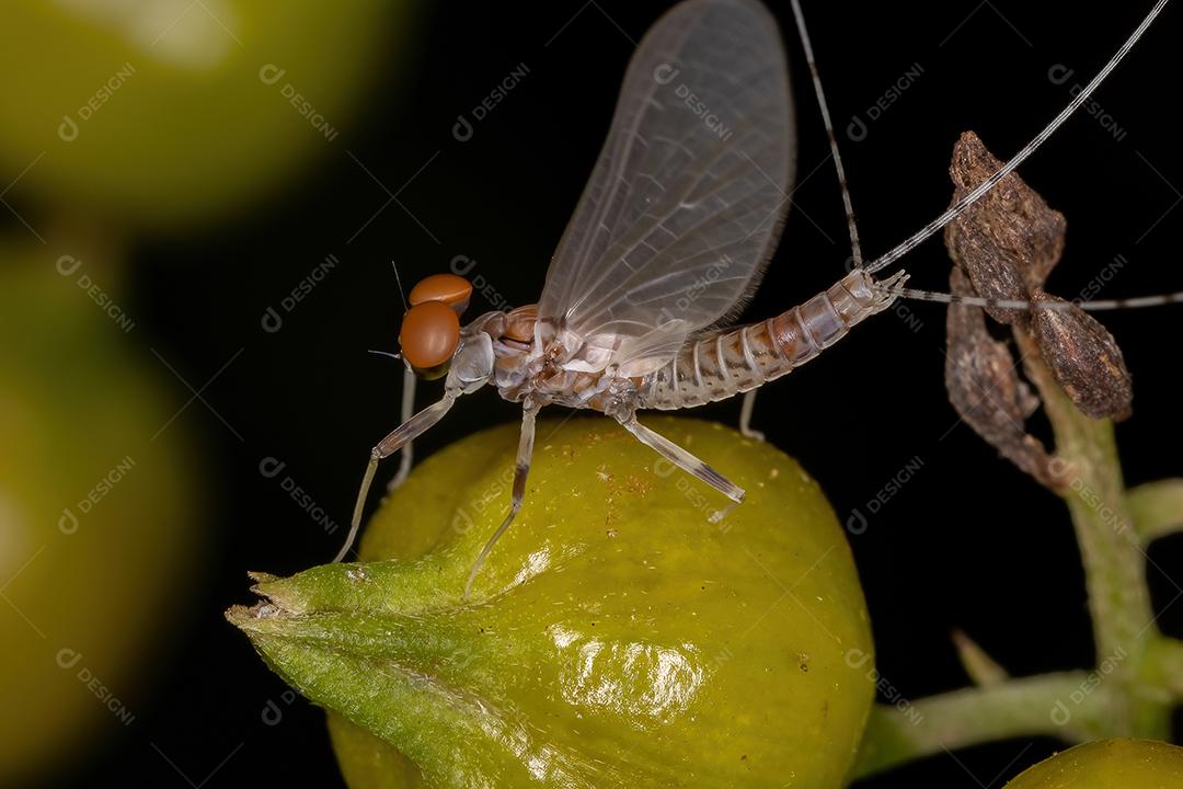 Mayfly macho adulto da família Leptophlebiidae