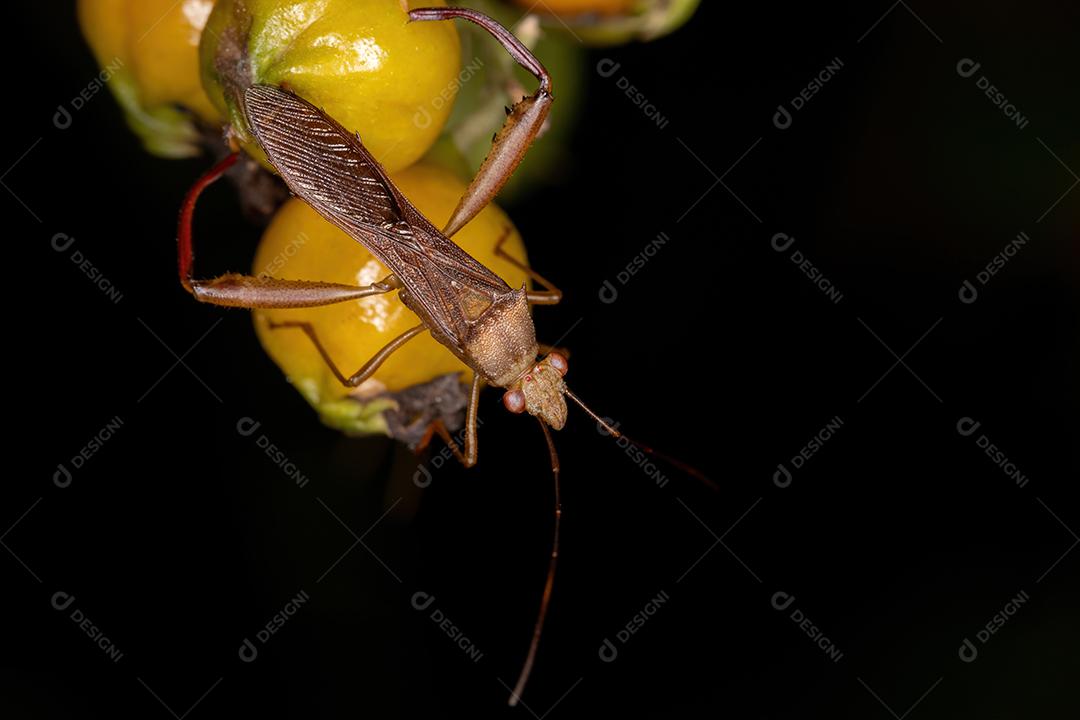 Inseto de cabeça larga adulto do gênero Hyalymenus