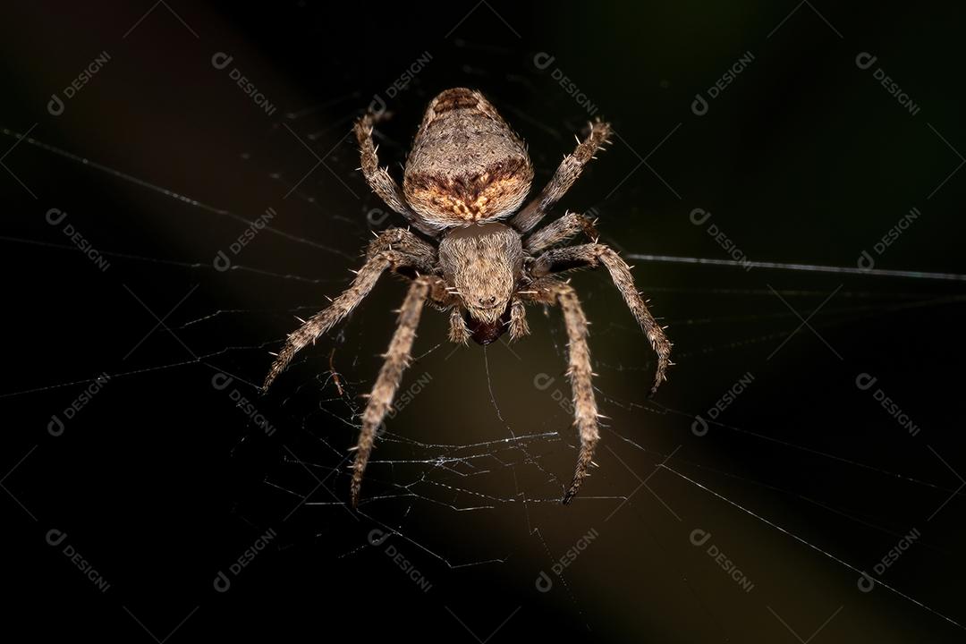Orbweaver clássico adulto do gênero Eustala