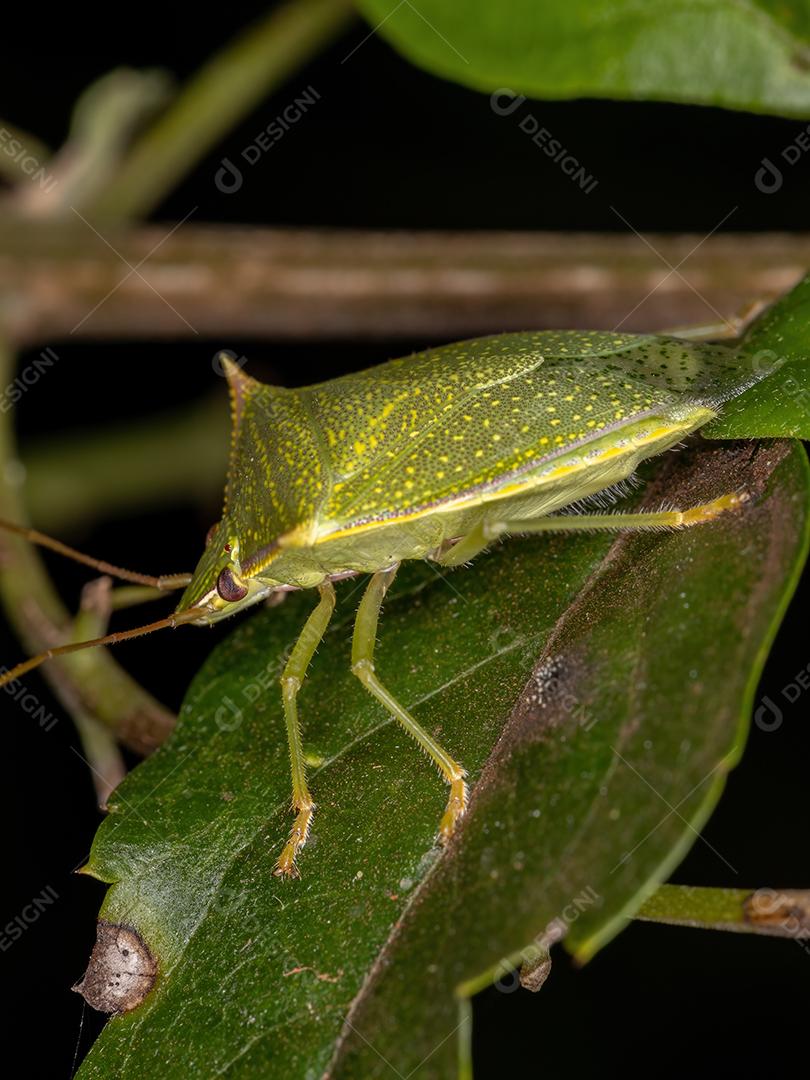 Adult bedbug of the genus Loxa